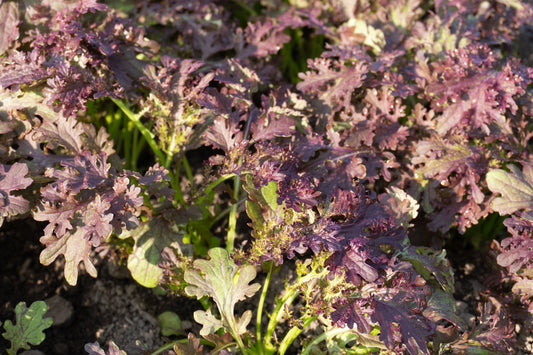 Frizzy Lizzy Herb Plant – Vibrant Frilly Leaves With Intensifying Flavor For Culinary Use 0