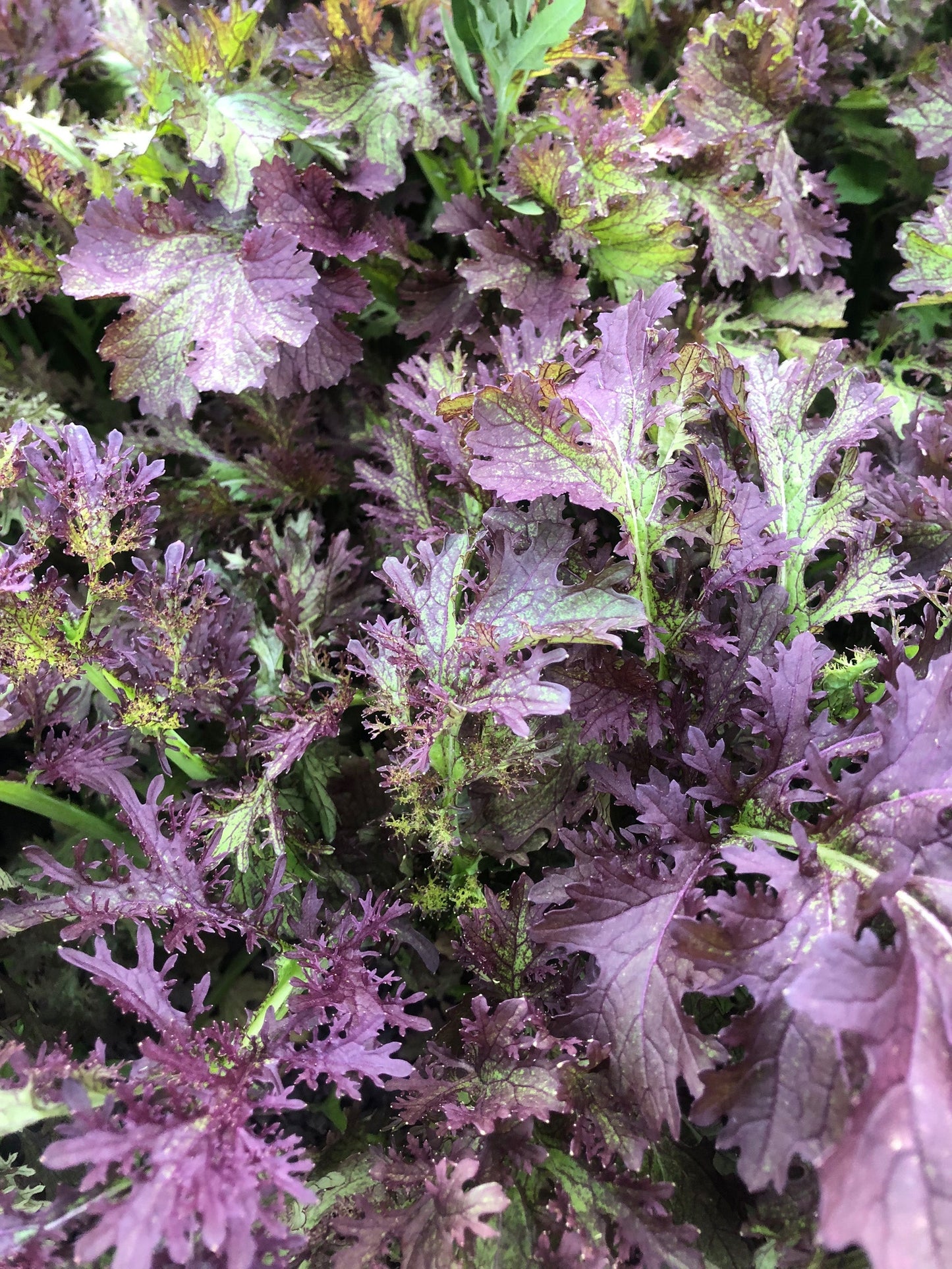 Frizzy Lizzy Herb Plant – Vibrant Frilly Leaves With Intensifying Flavor For Culinary Use 1