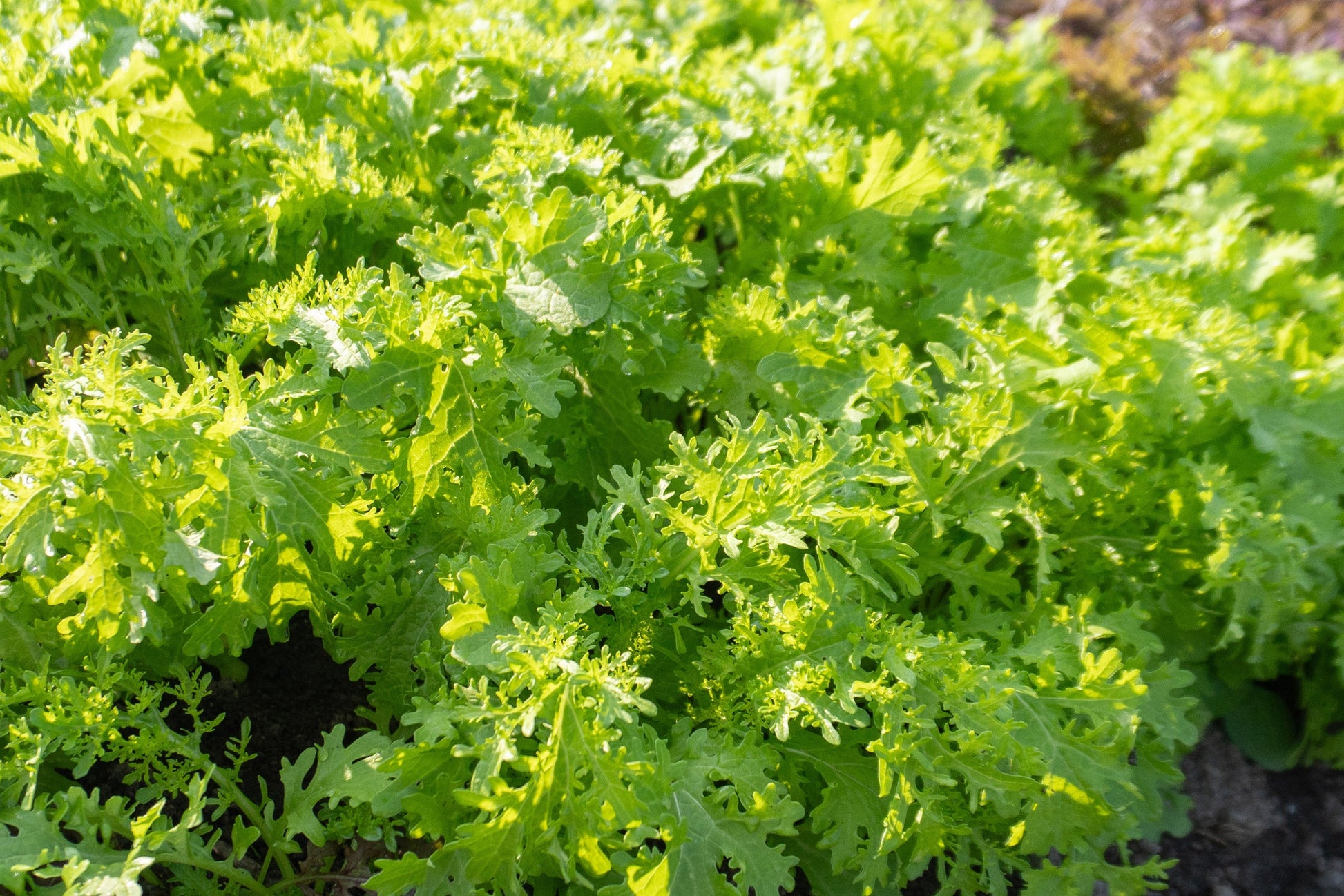 Frizzy Mustard Greens for Home Gardeners – Unique Frilled Leaves with Spicy Flavor for Flavorful Dishes 0