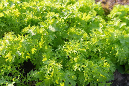 Frizzy Mustard Greens for Home Gardeners – Unique Frilled Leaves with Spicy Flavor for Flavorful Dishes 0
