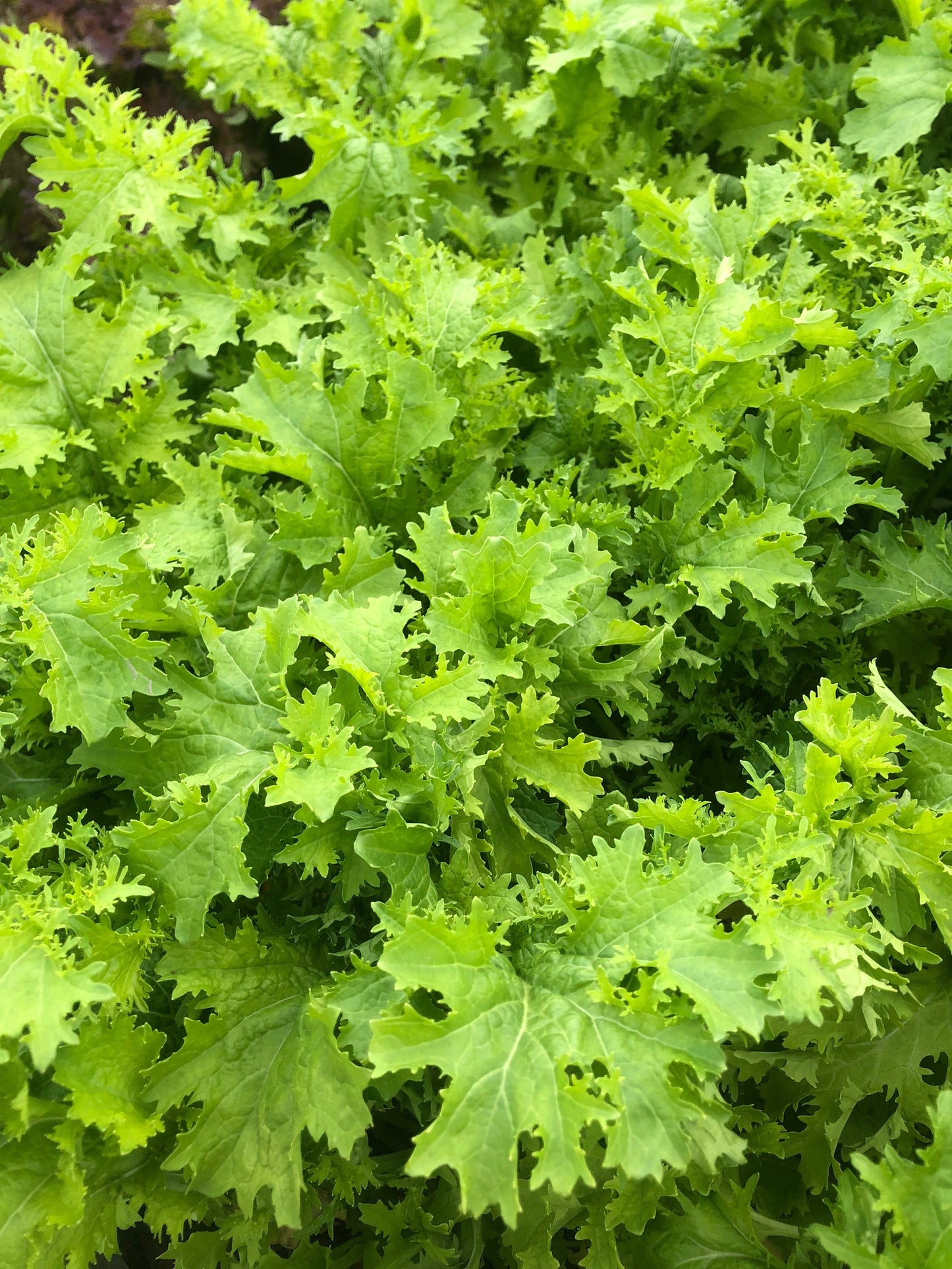 Frizzy Mustard Greens for Home Gardeners – Unique Frilled Leaves with Spicy Flavor for Flavorful Dishes 1