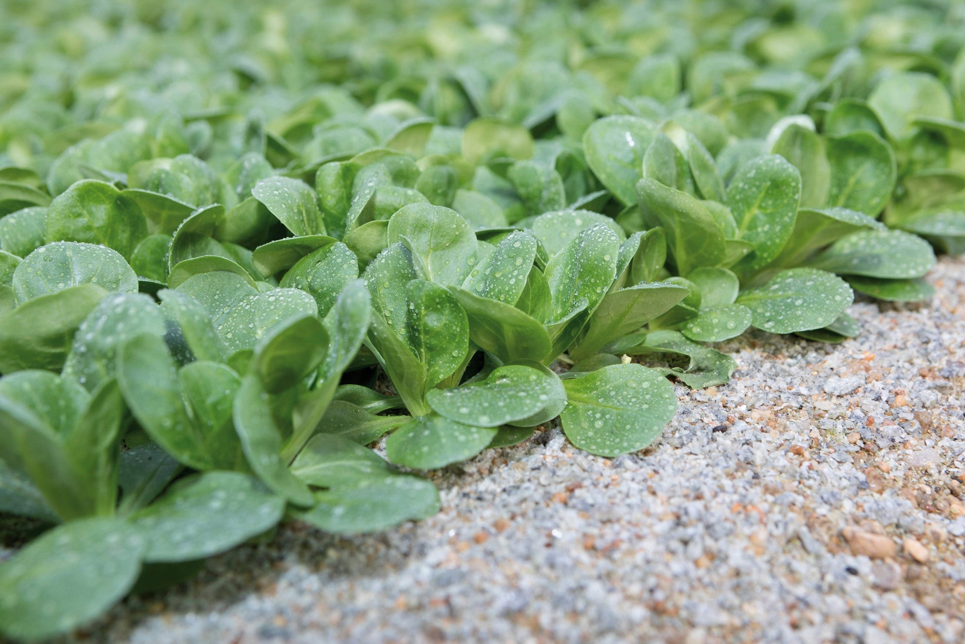 Frosty Salad Greens – Ideal For Winter Harvests Of Fresh Corn Salad – Cold Hardy, Perfect For Nutritious Winter Meals 0