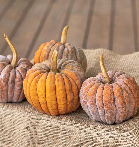Futsu Black Heirloom Squash – Decorative Pumpkin-Like Fruit with Sweet Nutty Flavor for Unique Fall Displays 0