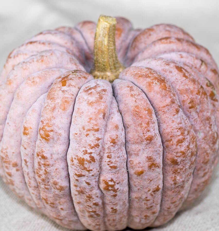 Futsu Black Heirloom Squash – Decorative Pumpkin-Like Fruit with Sweet Nutty Flavor for Unique Fall Displays 1