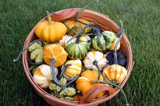 Galactic Gourds Fall Decor – Colorful 5-Pointed Star Shaped Gourds for Vibrant Seasonal Displays 0