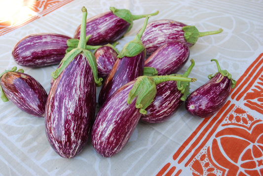 Gandia Organic Heirloom Eggplant – Beautiful Bi-Colored Variety for Exquisite Dishes 0