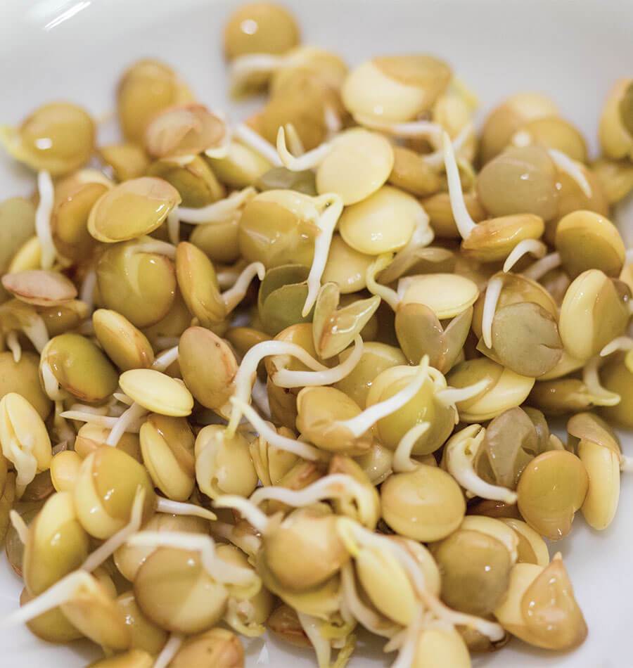 Genuine Green Organic Sprouting Seeds – Fast-Growing Nutrient-Rich Option for Healthy Living 0