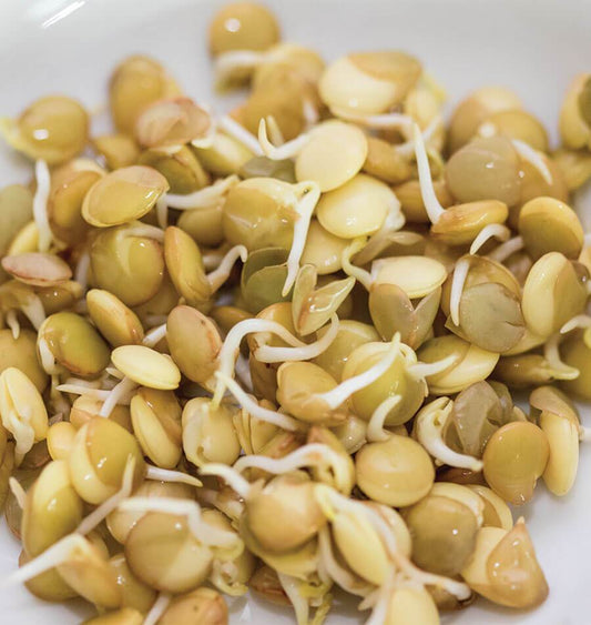 Genuine Green Organic Sprouting Seeds – Fast-Growing Nutrient-Rich Option for Healthy Living 0