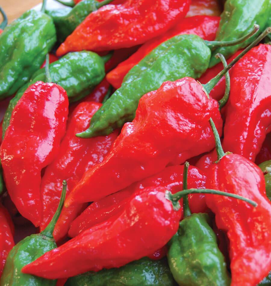 Giant Ghost Chili Seeds – Spice Enthusiasts Hot Pepper Variety – Extreme Heat and Unique Flavor 0