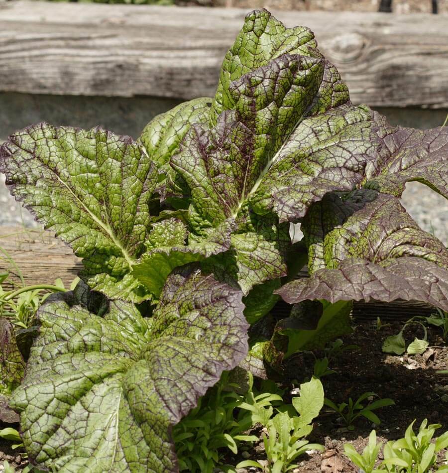 Giant Red Mustard Greens Seeds – Flavorful Burgundy Leaves for Salads and Microgreens 0