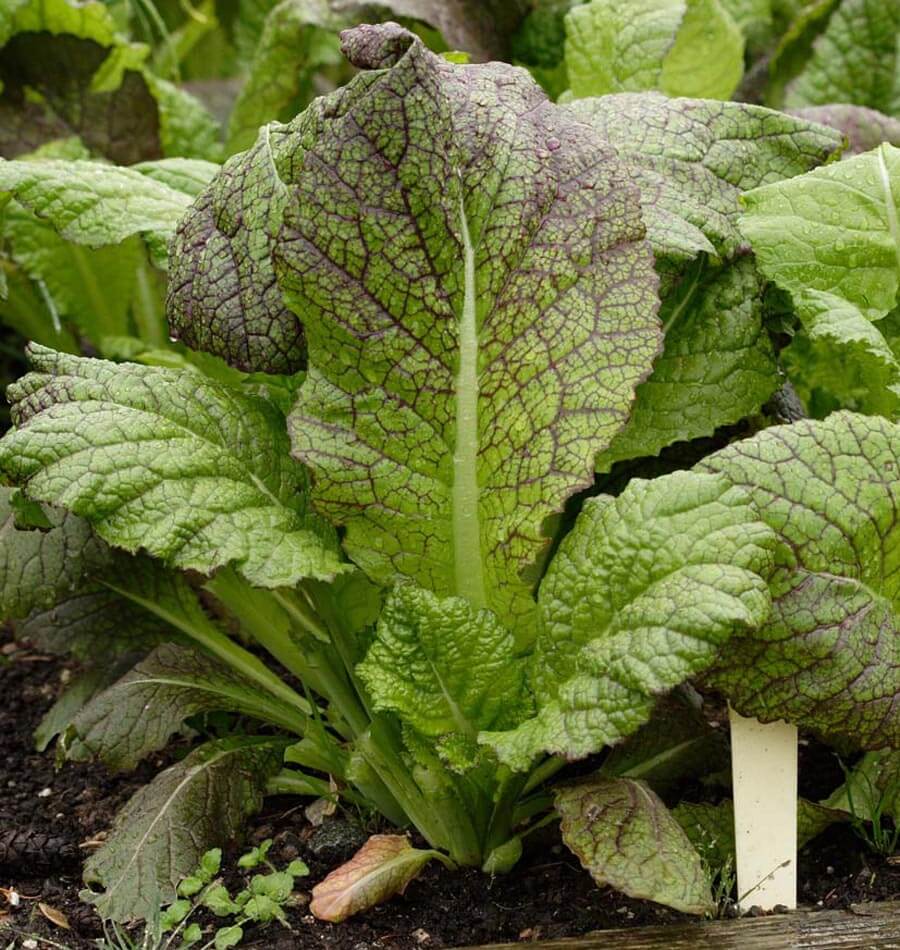 Giant Red Mustard Greens Seeds – Flavorful Burgundy Leaves for Salads and Microgreens 1