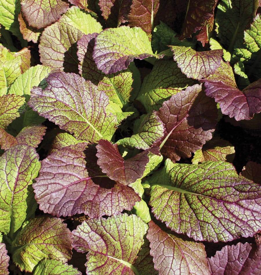Giant Red Mustard Greens Seeds – Flavorful Burgundy Leaves for Salads and Microgreens 2