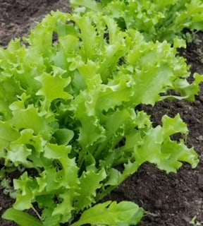 Gina Home Gardeners Green Curled Endive Salad Greens – Fast-Growing Baby Leaf With Mild Bitterness For Fresh Salads 0