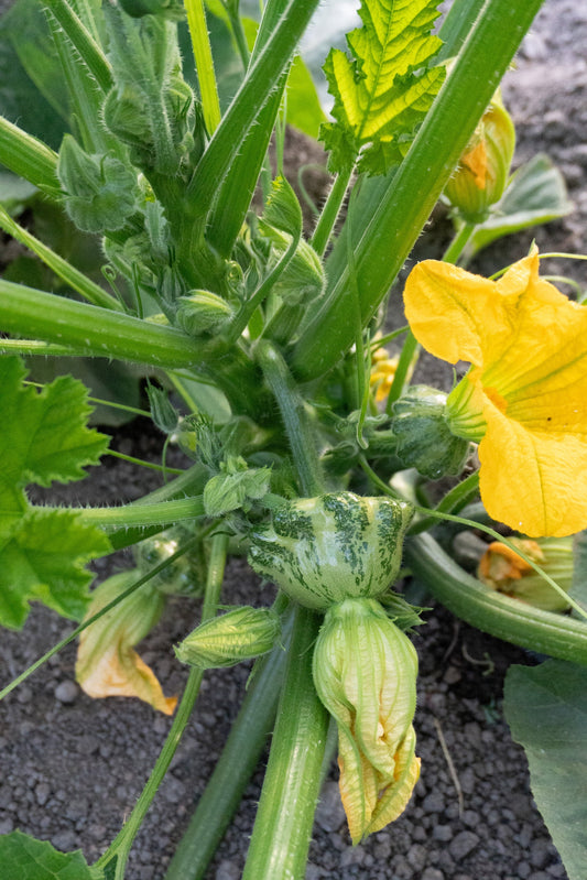 Gina Home Gardeners Green Striped Patty Pan – High Yielding Flavorful Vegetable 0