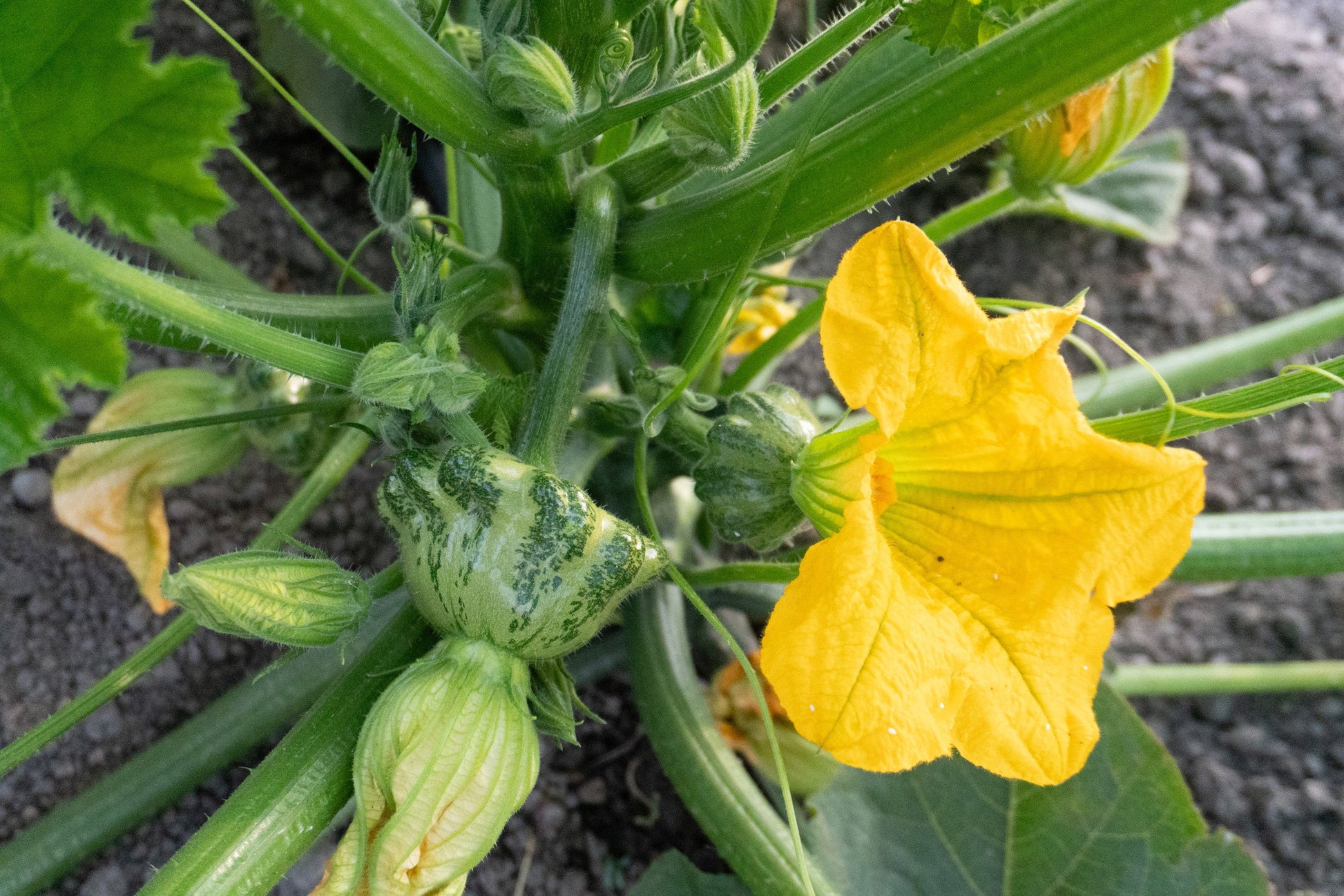 Gina Home Gardeners Green Striped Patty Pan – High Yielding Flavorful Vegetable 1