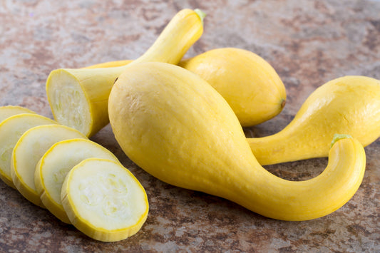 Gleam Heirloom Yellow Squash – Curved Fruit with Mild Flavor for Sustainable Gardening 0