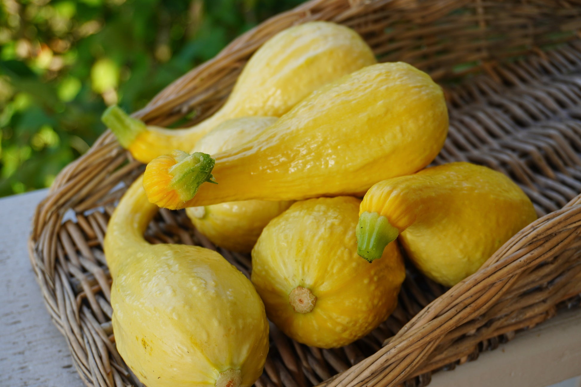 Gleam Heirloom Yellow Squash – Curved Fruit with Mild Flavor for Sustainable Gardening 1