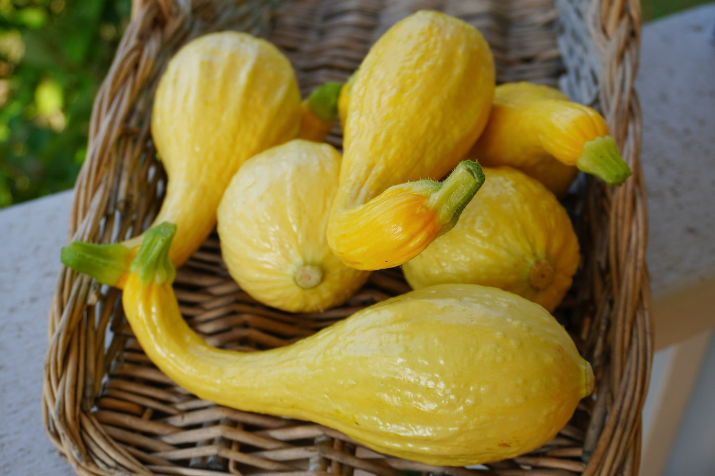 Gleam Heirloom Yellow Squash – Curved Fruit with Mild Flavor for Sustainable Gardening 2