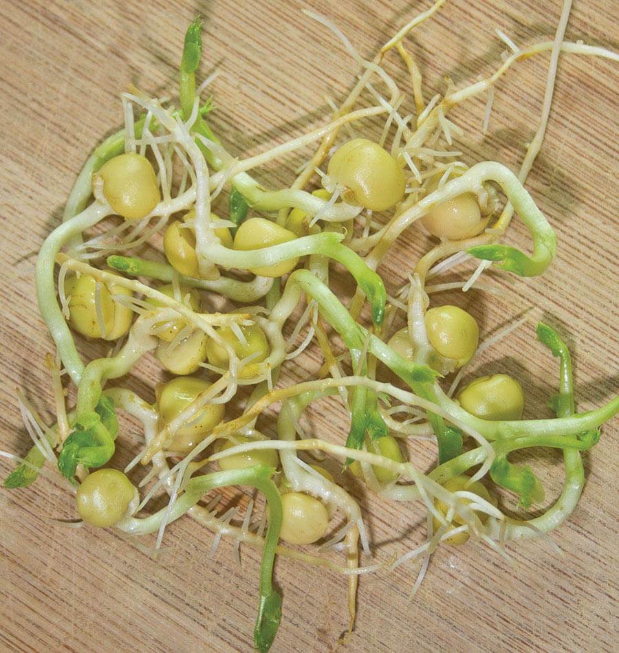 Glimmer Organic Sprouting Seeds – Nutrient-Rich Green Peas For Salads, Stir-Fries, and Microgreens 0