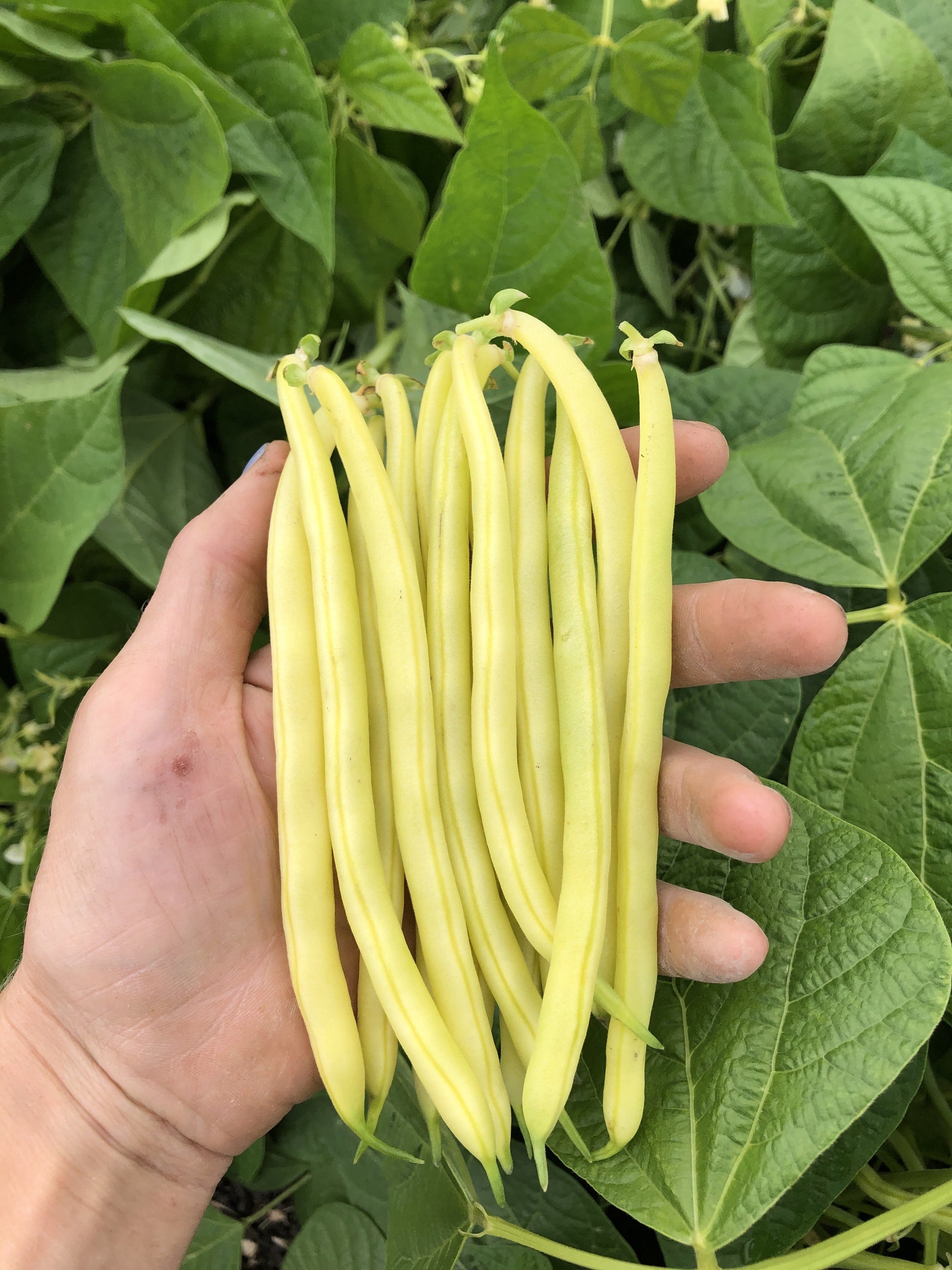 Gold Rush Organic Yellow Beans – Tender Bush Variety with Excellent Flavor 0