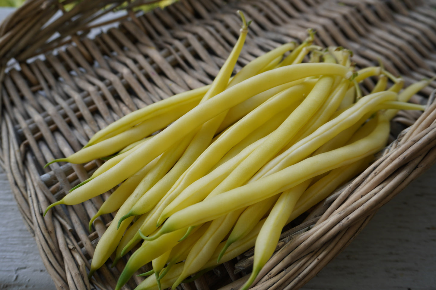 Gold Rush Organic Yellow Beans – Tender Bush Variety with Excellent Flavor 2