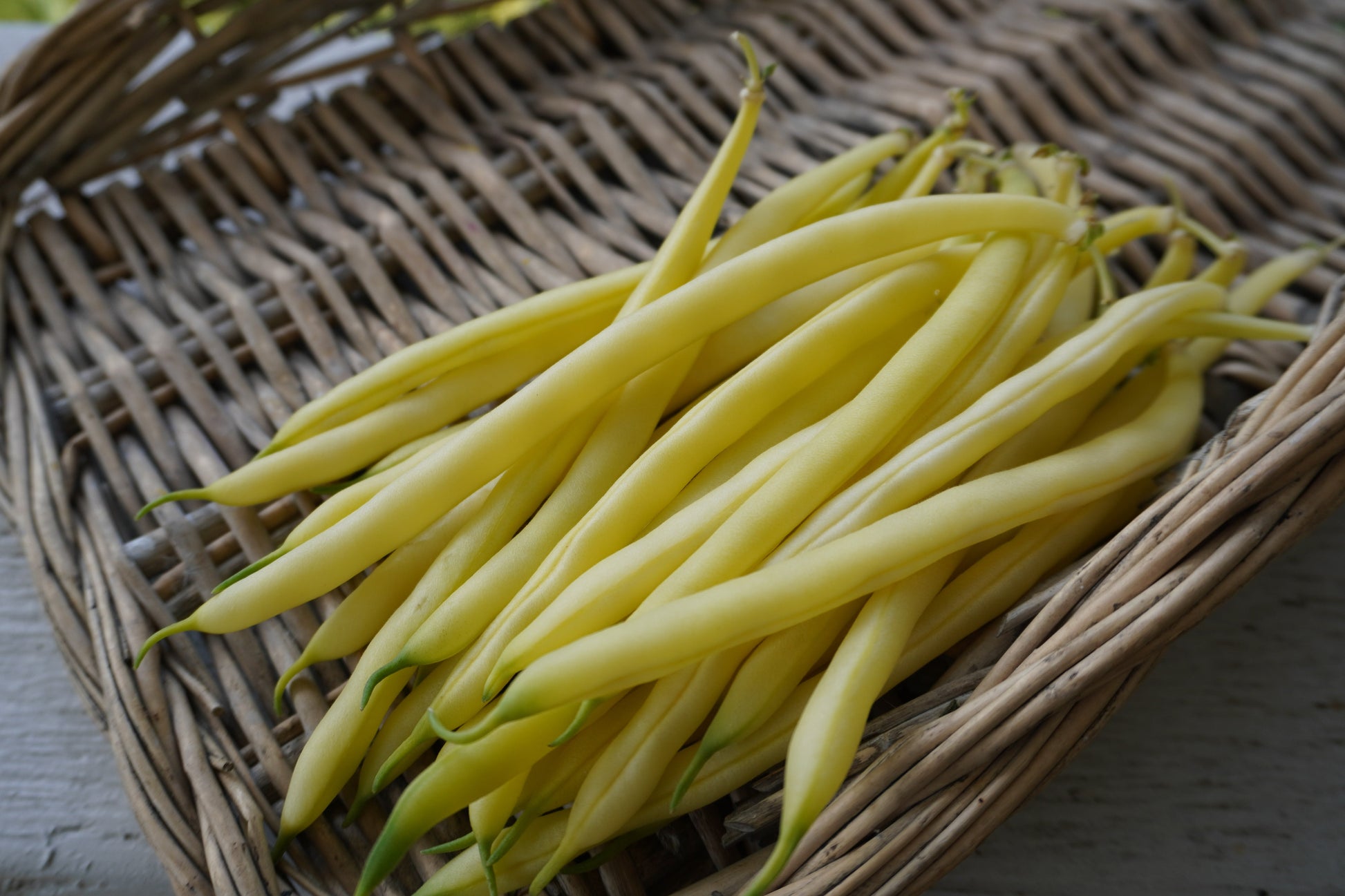 Gold Rush Organic Yellow Beans – Tender Bush Variety with Excellent Flavor 2