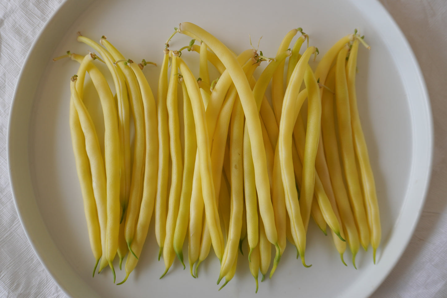 Gold Rush Organic Yellow Beans – Tender Bush Variety with Excellent Flavor 3