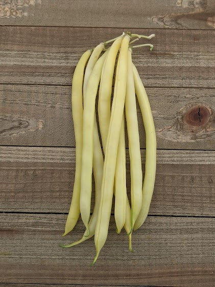 Gold Rush Organic Yellow Beans – Tender Bush Variety with Excellent Flavor 4