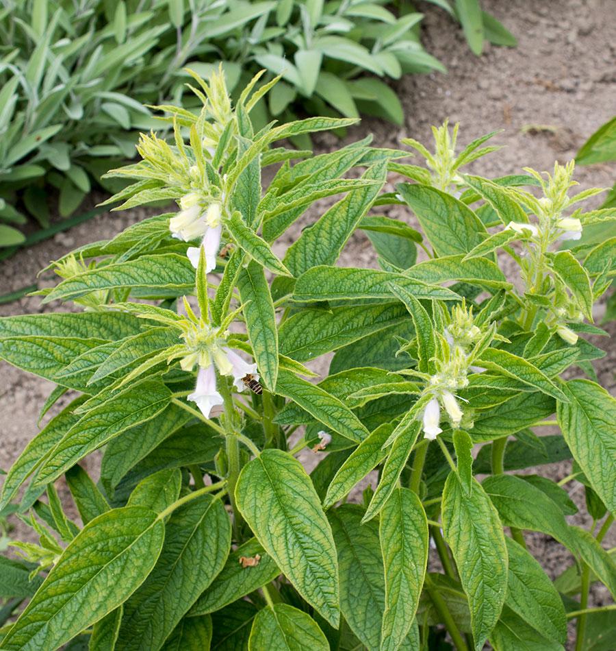 Gold Sesame Gardeners' Seed – Versatile Flavor for Culinary Delights 0