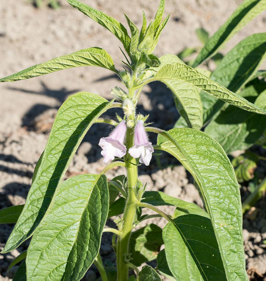 Gold Sesame Gardeners' Seed – Versatile Flavor for Culinary Delights 2