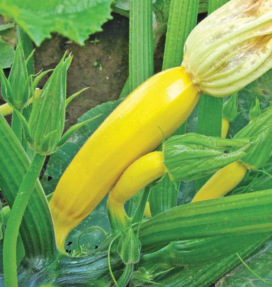 Goldy Organic Squash – Vibrant Yellow Fruits with Uniform Shape for Delicious Home Harvests 3