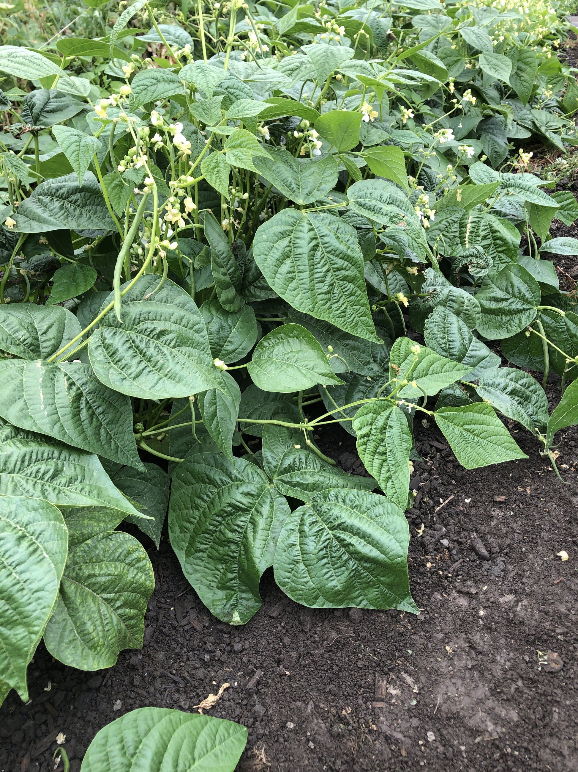 Goliath Organic Bush Beans – Large Tender Pods for Home Gardeners, Disease Resistant for Easy Harvesting 1