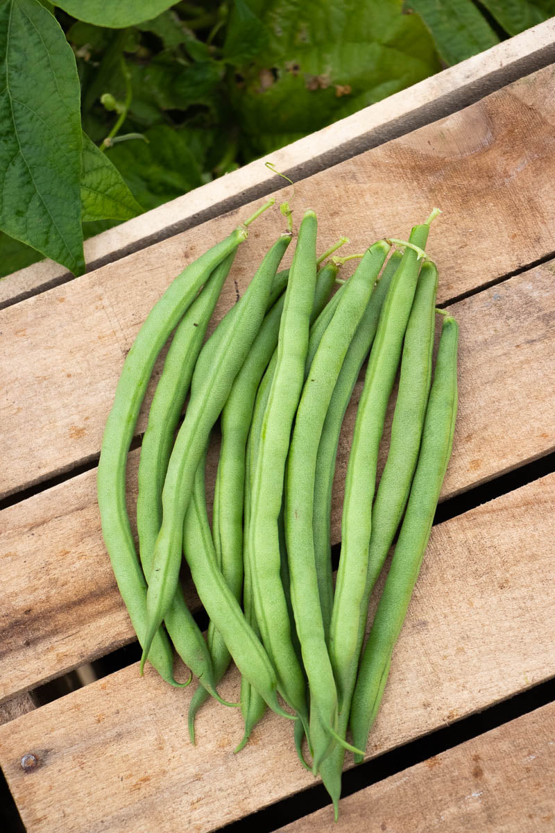 Goliath Organic Bush Beans – Large Tender Pods for Home Gardeners, Disease Resistant for Easy Harvesting 2