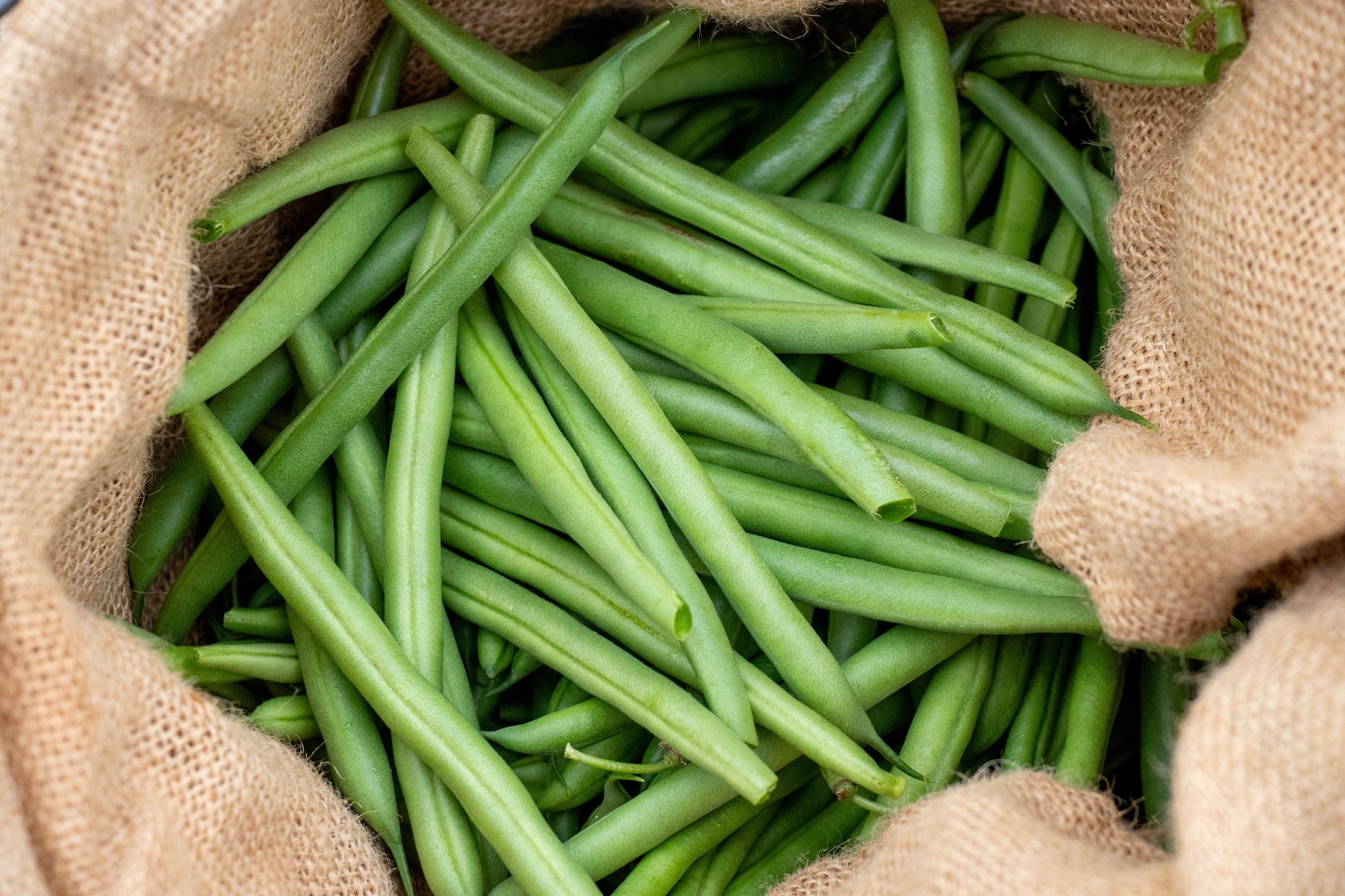 Goliath Organic Bush Beans – Large Tender Pods for Home Gardeners, Disease Resistant for Easy Harvesting 3