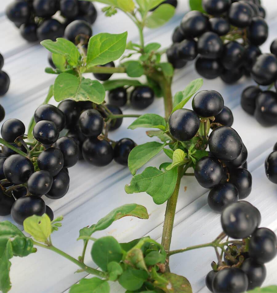 Gorgeous Garden Huckleberry Seeds – Unique Fruit for Culinary Delights 0