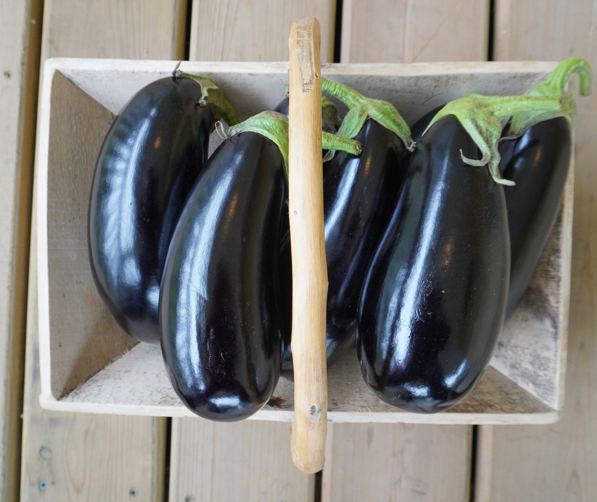 Gorgeous Gaudi F1 Eggplant – High-Quality Teardrop Shape for Abundant Harvests 0