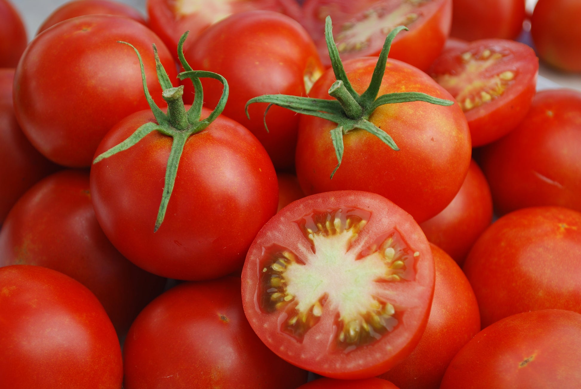 Gorgeous Glacier Organic Tomato Seeds – Early Maturing Compact Plants For Sweet, Delicious Fruits 0