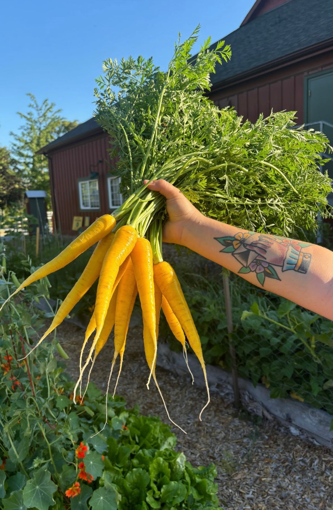 Gorgeous Gold Nugget Carrots – Sweet Yellow Roots for Colorful Harvests 0