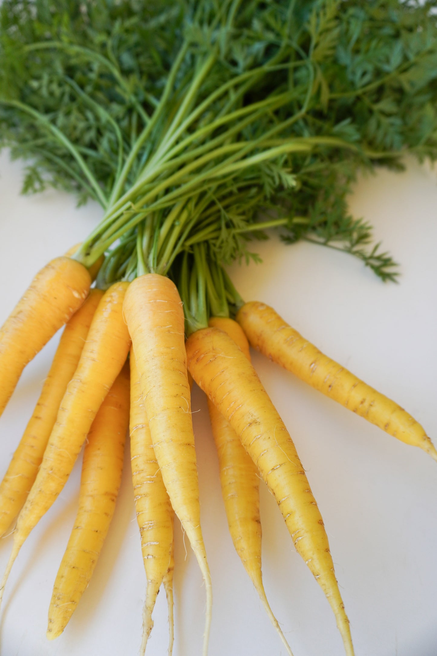 Gorgeous Gold Nugget Carrots – Sweet Yellow Roots for Colorful Harvests 1