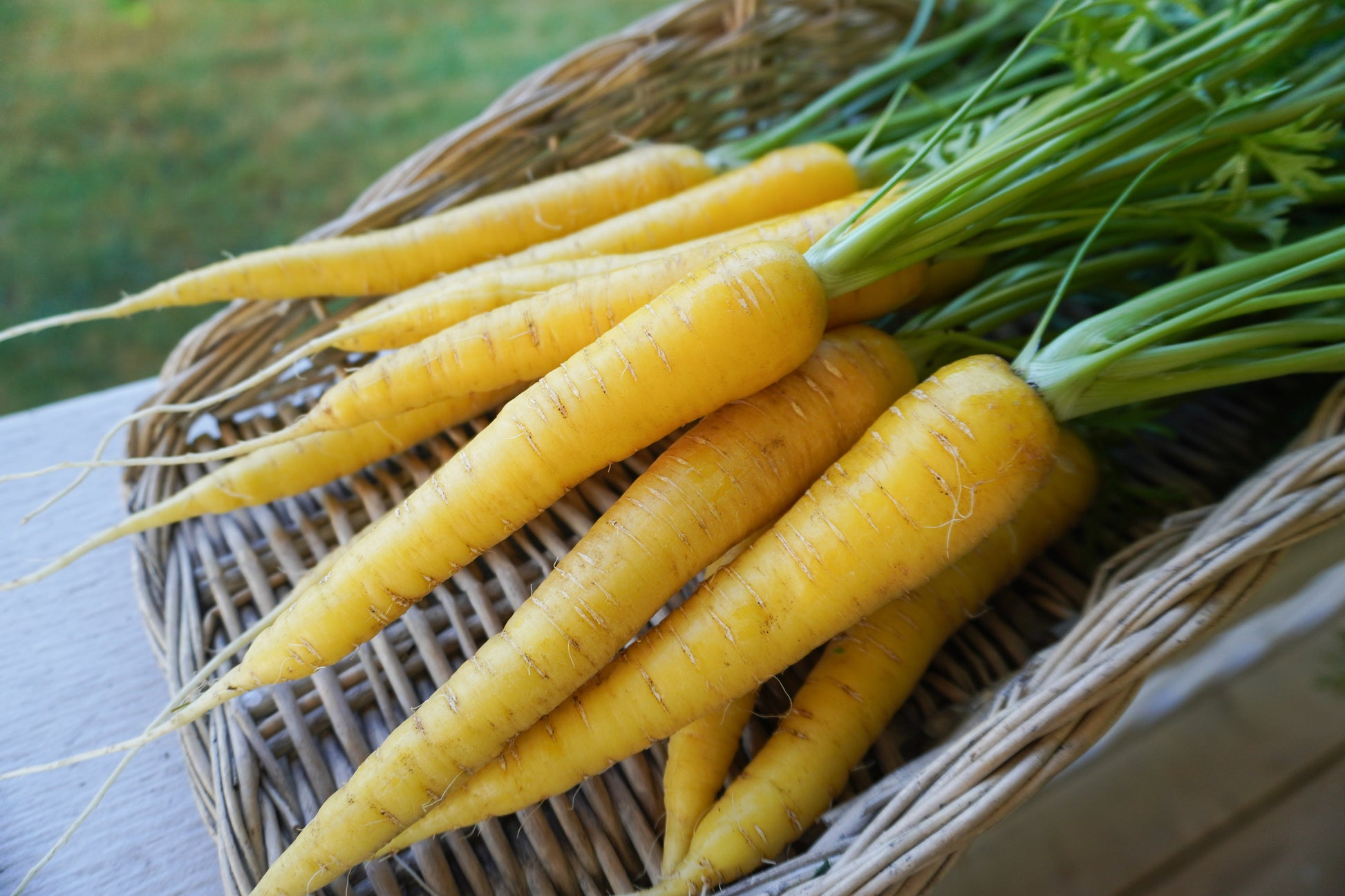 Gorgeous Gold Nugget Carrots – Sweet Yellow Roots for Colorful Harvests 2