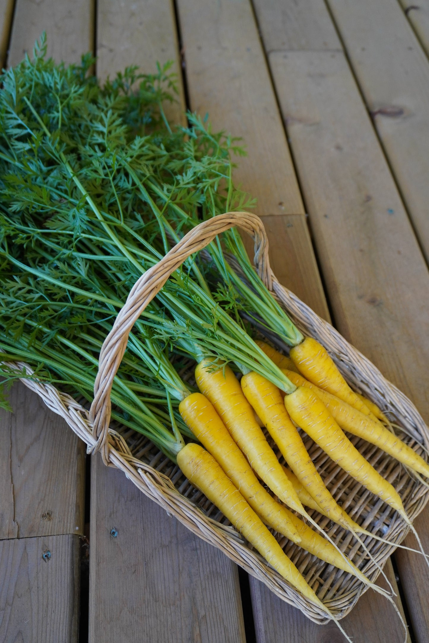 Gorgeous Gold Nugget Carrots – Sweet Yellow Roots for Colorful Harvests 3