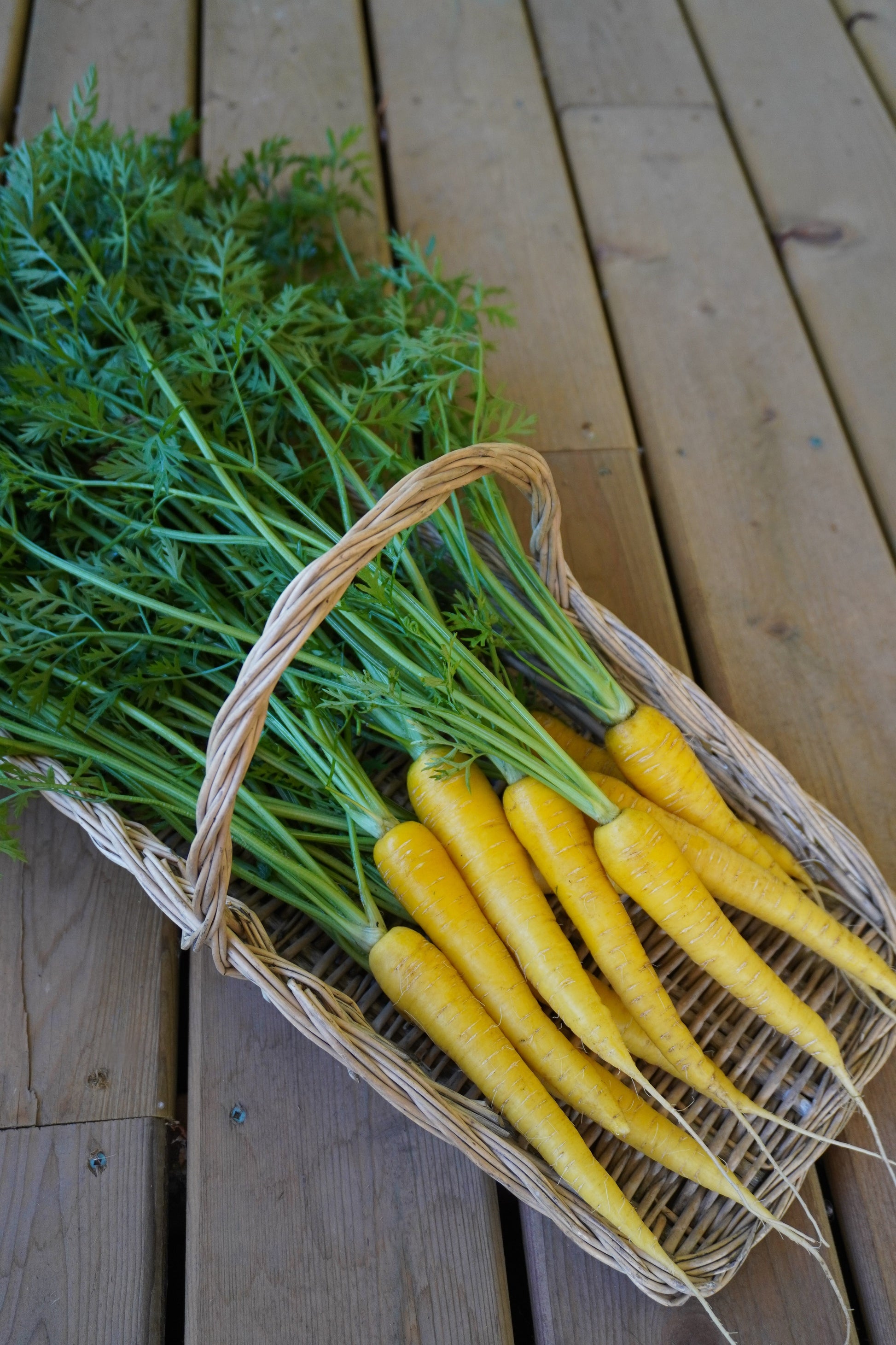 Gorgeous Gold Nugget Carrots – Sweet Yellow Roots for Colorful Harvests 3
