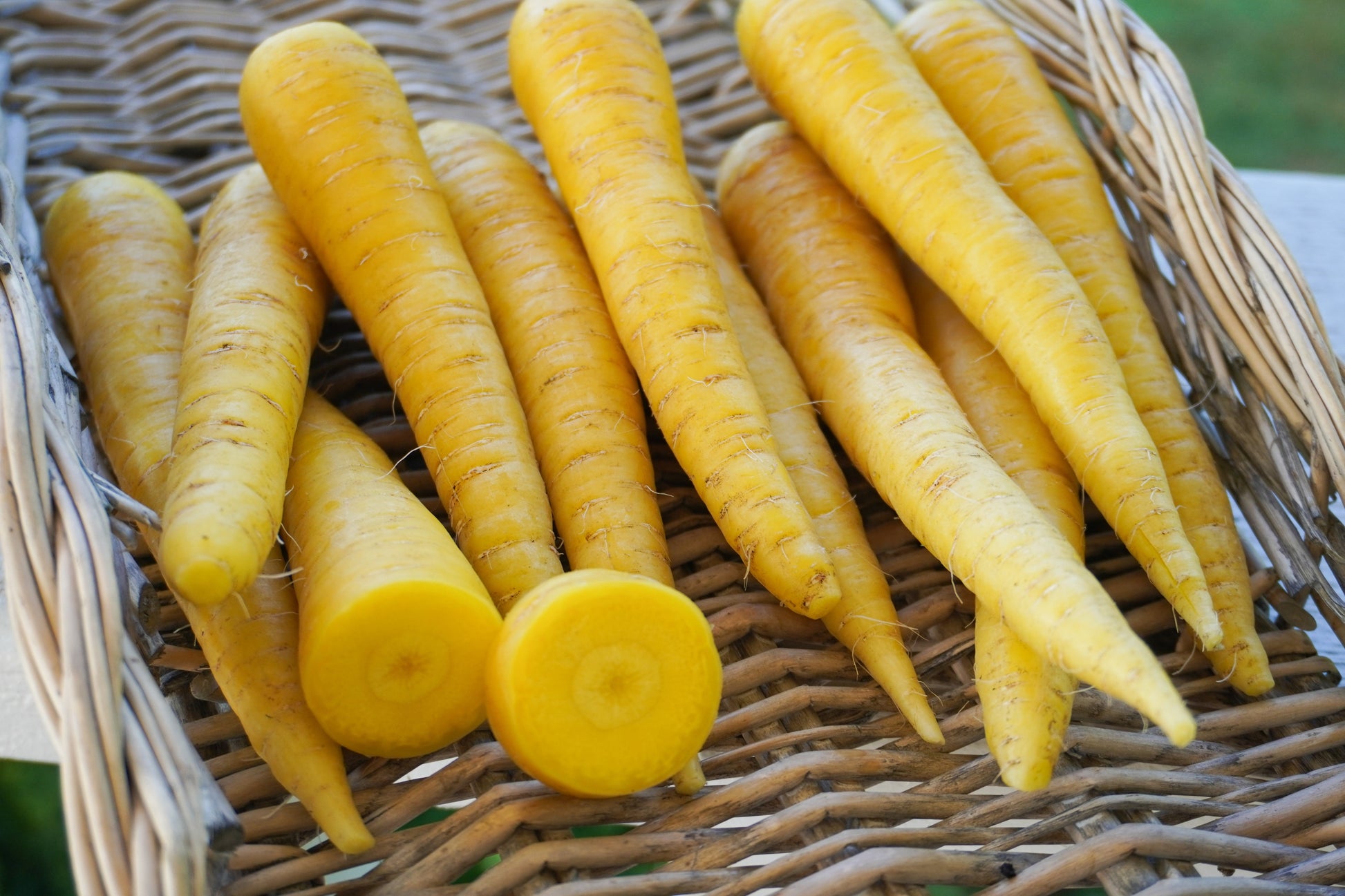 Gorgeous Gold Nugget Carrots – Sweet Yellow Roots for Colorful Harvests 4