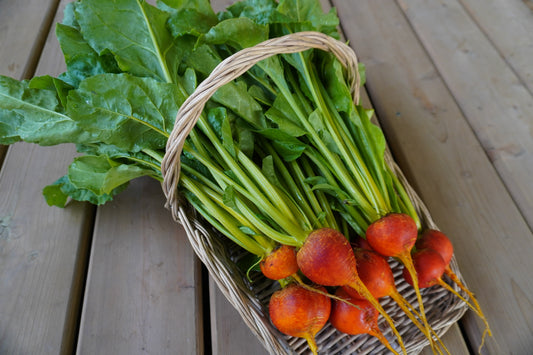 Gorgeous Golden Boy Beet – Vibrant Color and Sweet Flavor for Garden Enthusiasts 0