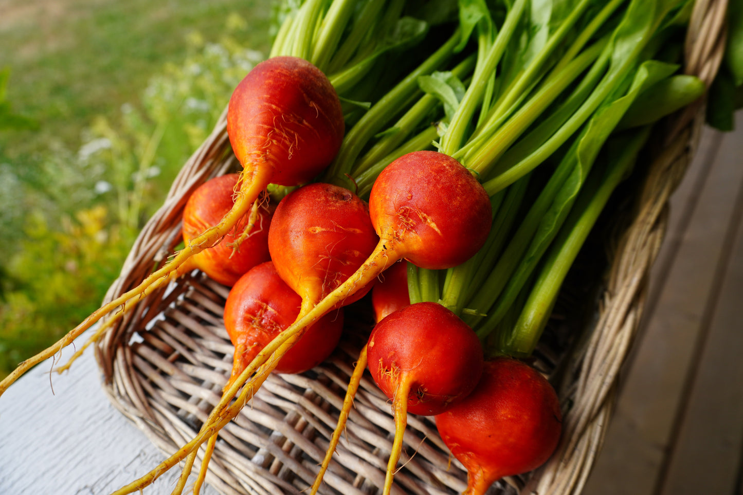 Gorgeous Golden Boy Beet – Vibrant Color and Sweet Flavor for Garden Enthusiasts 1