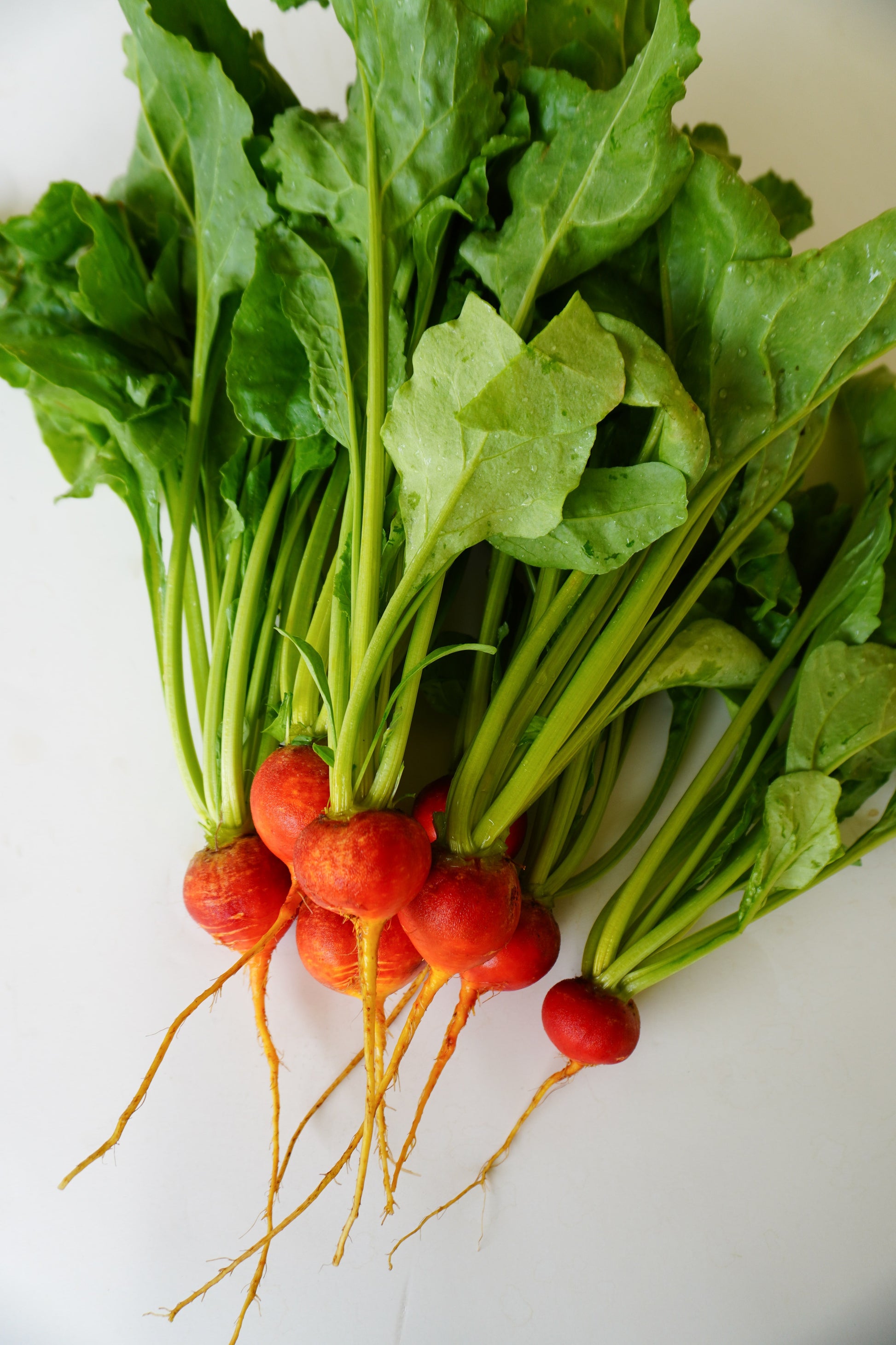 Gorgeous Golden Boy Beet – Vibrant Color and Sweet Flavor for Garden Enthusiasts 2