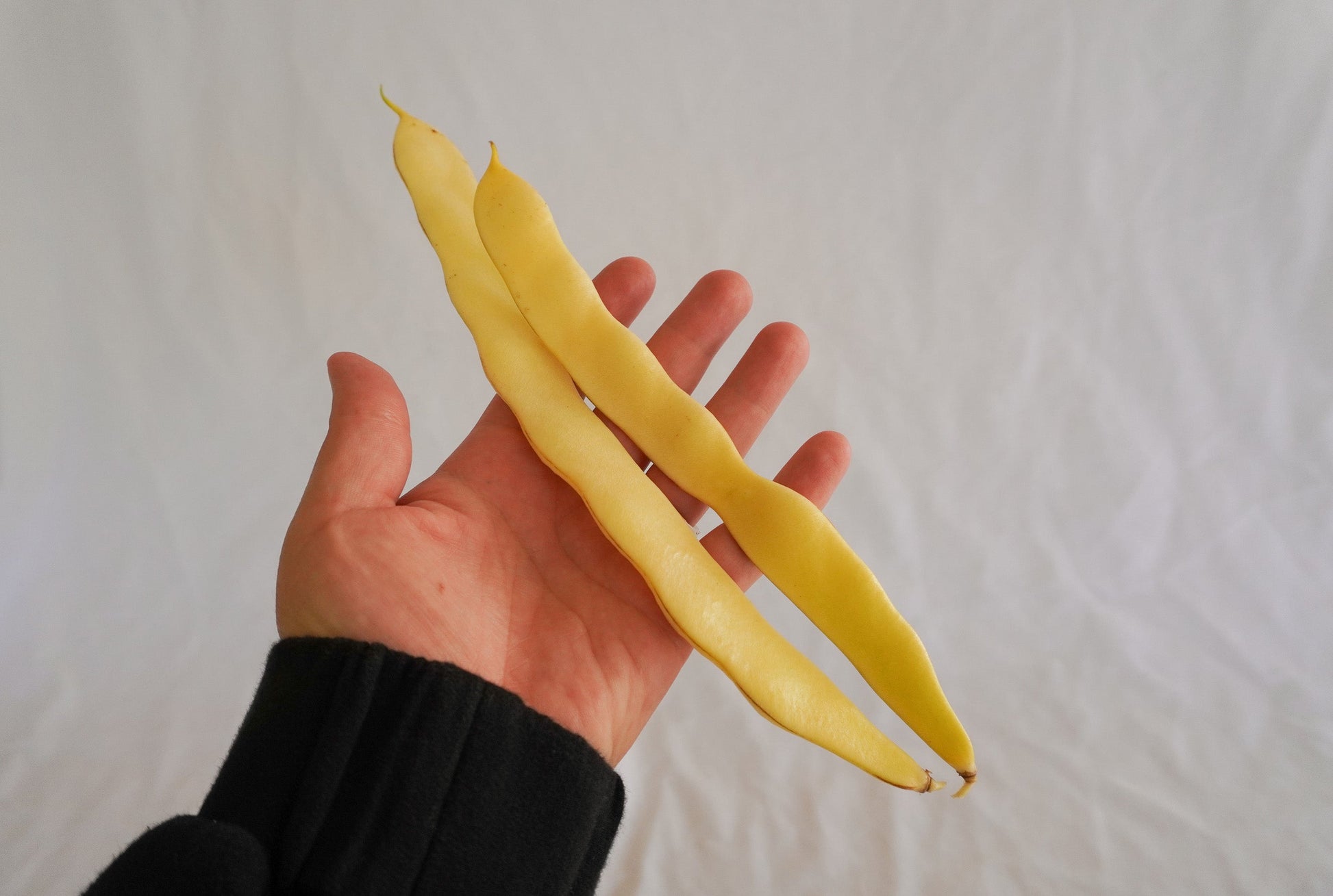 Gorgeous Golden Gate Organic Beans – Tender Romano-Style Pods for Abundant, Delicious Harvests 0