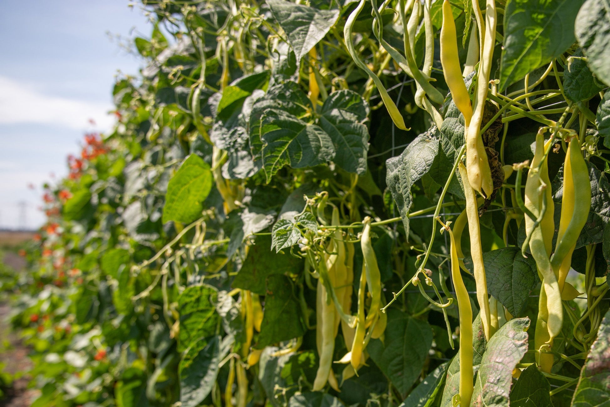 Gorgeous Golden Gate Organic Beans – Tender Romano-Style Pods for Abundant, Delicious Harvests 2