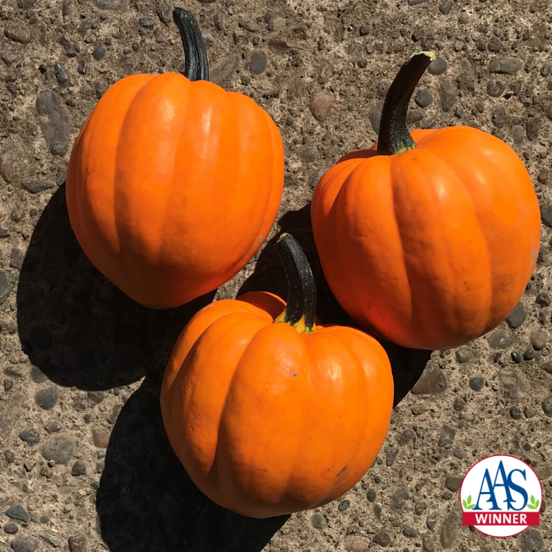Gorgeous Goldilocks F1 Acorn Squash – Flavorful Compact Bush Variety for Limited Spaces 0