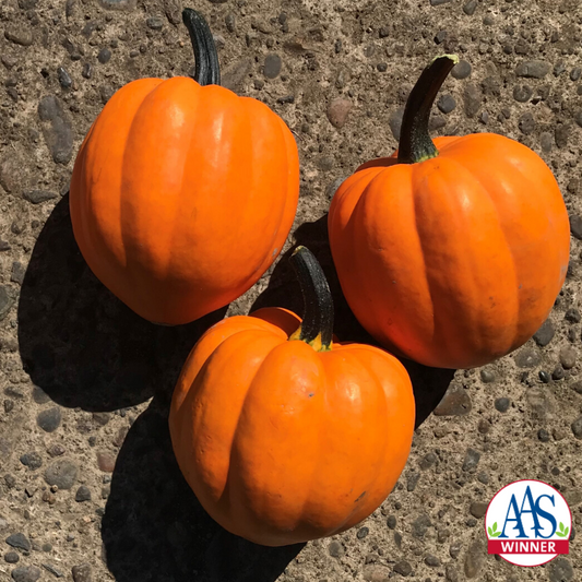 Gorgeous Goldilocks F1 Acorn Squash – Flavorful Compact Bush Variety for Limited Spaces 0